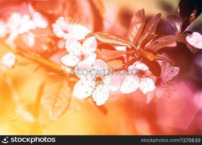 tree branch with buds and flowers, spring. floral background