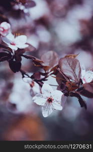 tree branch with buds and flowers, spring. floral background