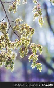 tree branch with buds, spring. floral background