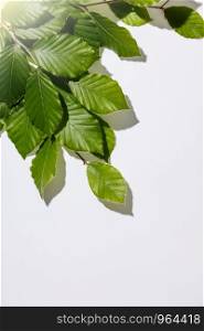 Tree branch with fresh leaves on white backgrount, flat lay, top view