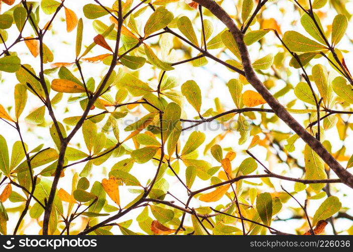 Tree branch with green and yellow leaves of Ivory coast almond tree,  terminalia ivorensis