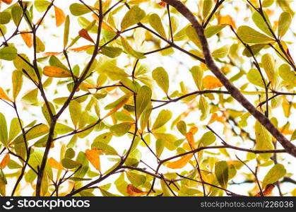 Tree branch with green and yellow leaves of Ivory coast almond tree, terminalia ivorensis