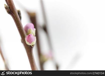 tree branch with pups ready to bloom
