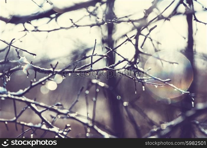 Tree branch with rain drops in the Spring