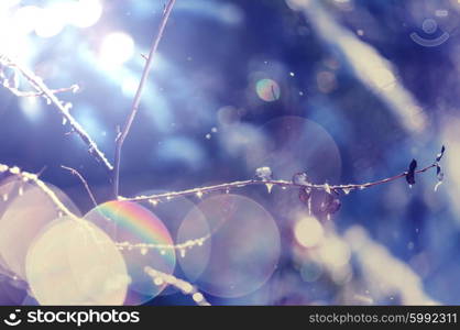 Tree branch with rain drops in the Spring