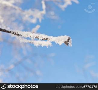 tree branch with snow against sky