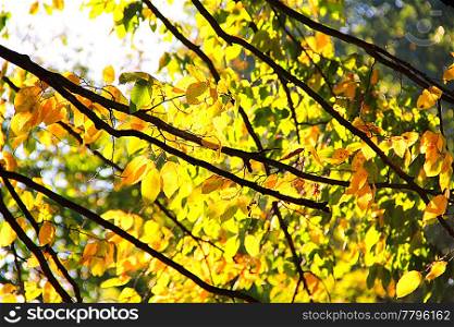 Tree branch with yellow leaves in autumn park. Background. Fall leaves