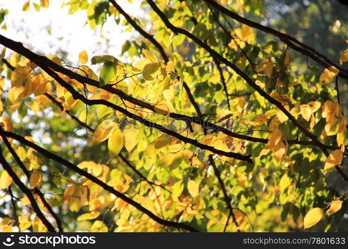 Tree branch with yellow leaves in autumn park. Background. Fall leaves