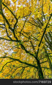 Tree branches and hellow autumn leaves at Tumwater Falls Park in Washington State.