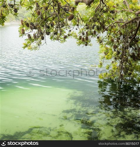 Tree branches and leaves hang above Blue Lake on North Stradbroke Island, Queensland, Australia