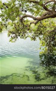 Tree branches and leaves hang above Blue Lake on North Stradbroke Island, Queensland, Australia