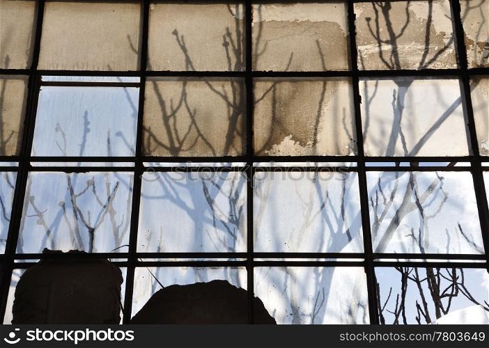 Tree branches and stained factory window. Sunlight reflected on broken glass abstract background.