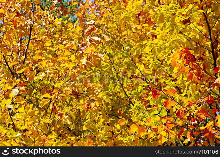 Tree branches and yellow autumn leaves against the blue sky