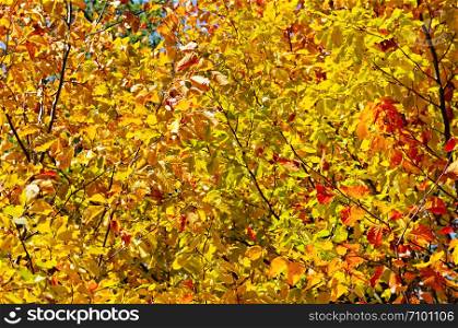 Tree branches and yellow autumn leaves against the blue sky