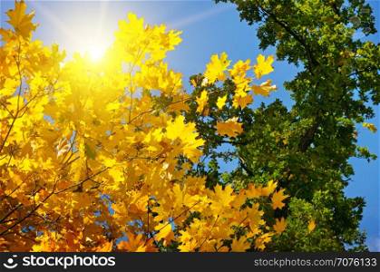 tree branches and yellow autumn leaves against the blue sky and sun