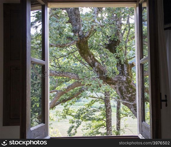 Tree branches as seen looking through the window of an old house