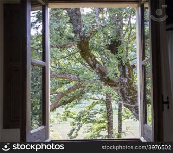 Tree branches as seen looking through the window of an old house