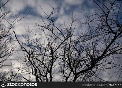 tree branches as silhouette against sky