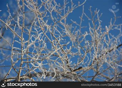 Tree branches covered with hoarfrost glint in the sun against the dark blue sky