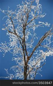 Tree branches covered with hoarfrost glint in the sun against the dark blue sky