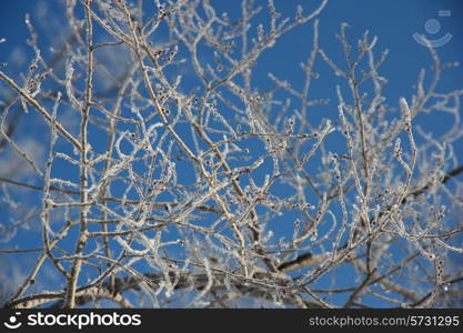 Tree branches covered with hoarfrost glint in the sun against the dark blue sky