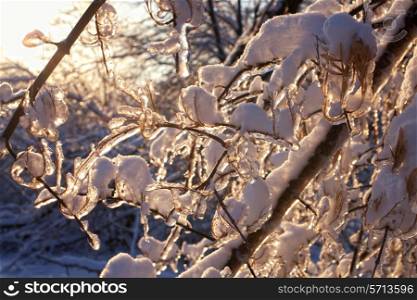 Tree branches covered with icicles in which glares the sunlight