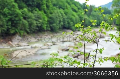 tree branches, in defocus mountain river flowing amidst mountains