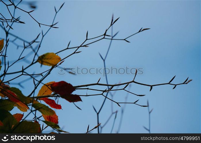 tree branches in the nature