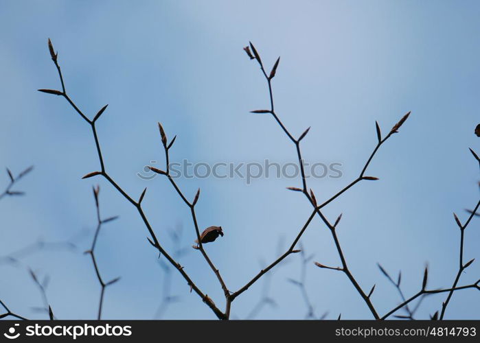 tree branches in the nature