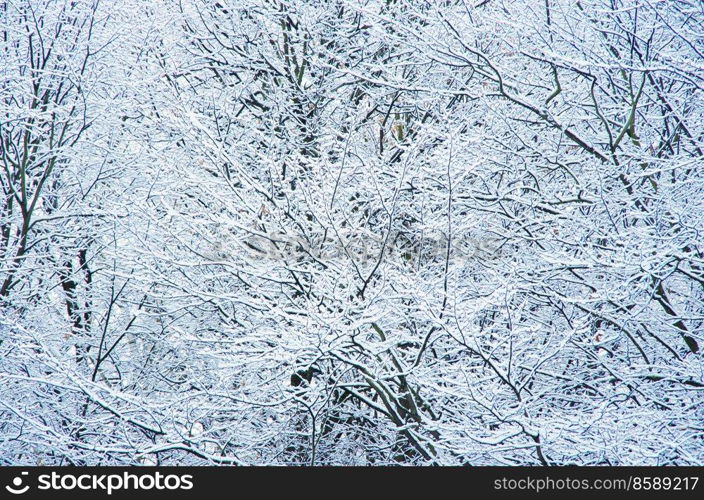 tree branches in the snow