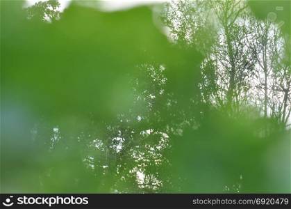 Tree branches obscured through green grass and plant leaves. Abstract blur nature scene.