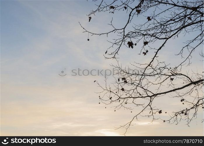 tree branches on a sunset