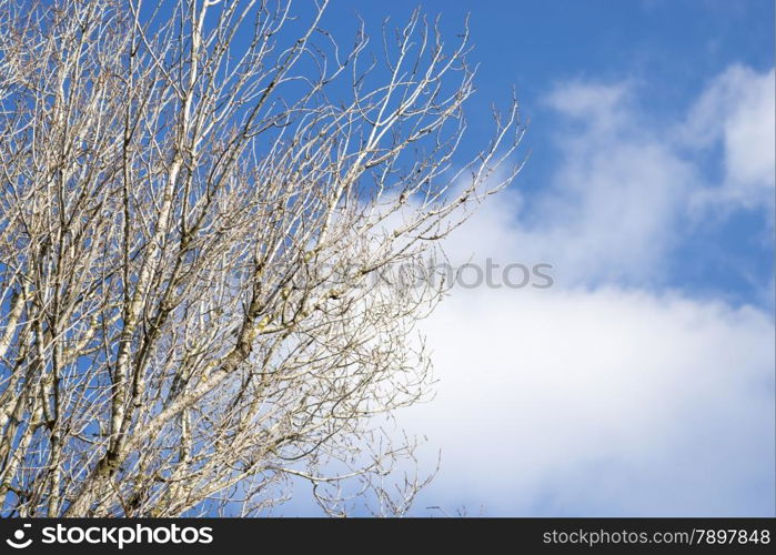 tree branches on a sunset