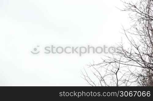 Tree branches on the background of white sky.