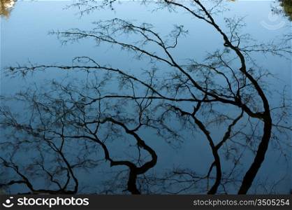 Tree Branches Reflected In Water