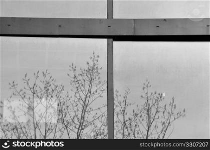 Tree branches reflected on glass building facade. Abstract background.