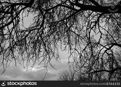 Tree branches silhouette under moody winter sky. Black and white.