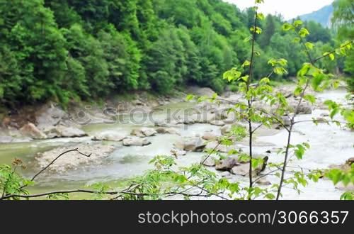 tree branches, then slow focus on mountain river flowing amidst mountains