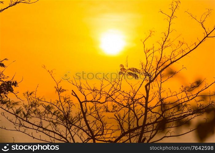 Tree branches through sunset sun, summer sunset sea landscape