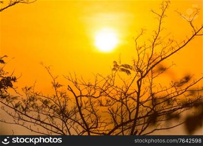 Tree branches through sunset sun, summer sunset sea landscape