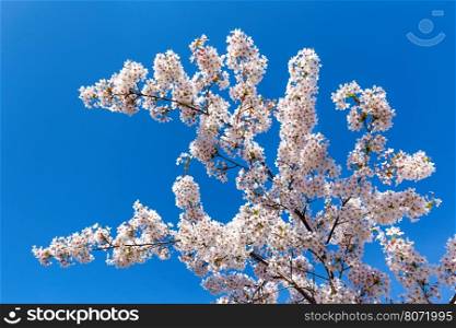 Tree branches with blooming white flowers and blue sky in spring season