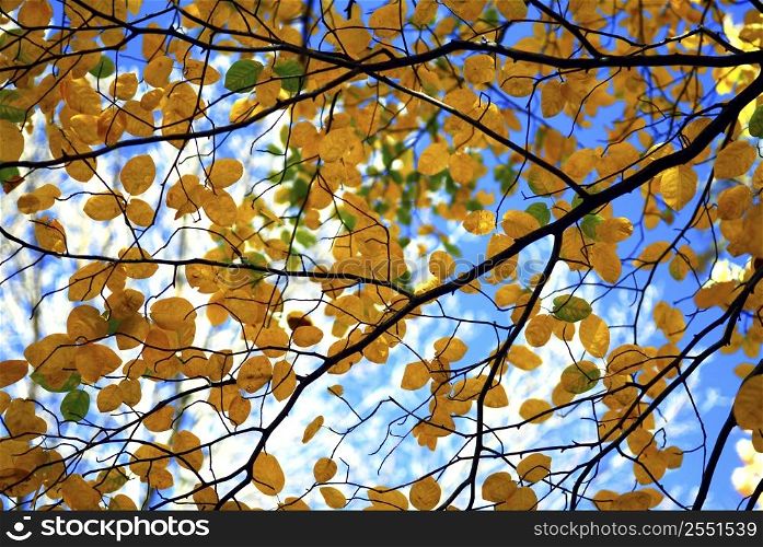 Tree branches with fall yellow leaves on blue sky background in autumn forest
