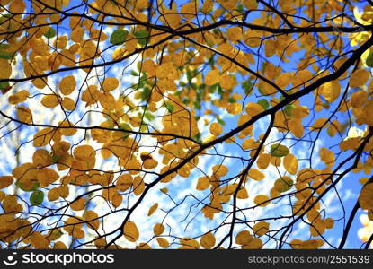 Tree branches with fall yellow leaves on blue sky background in autumn forest