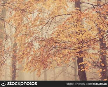 Tree branches with foliage leaves. Autumn nature. Tree branches with yellow orange foliage leaves. Autumn fall nature in fog.
