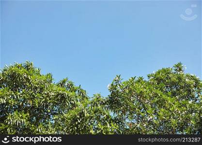 Tree branches with green leaves the blue sky with copy space. Abstract nature background.