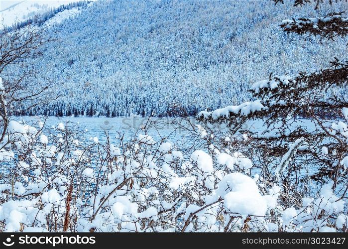 Tree branches with snow on the background of the blue lake