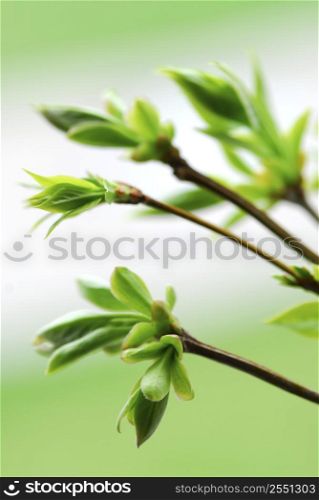 Tree branches with spring green budding leaves closeup