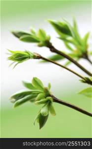 Tree branches with spring green budding leaves closeup