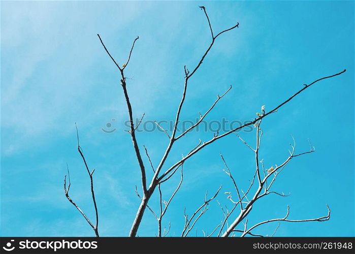 Tree branches without leaves or leafless on blue sky background, Vintage color.