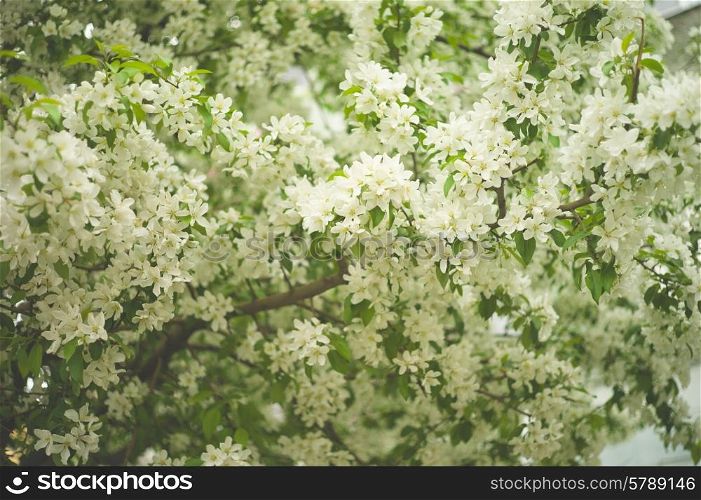 Tree brunch with white spring blossoms. Apple tree